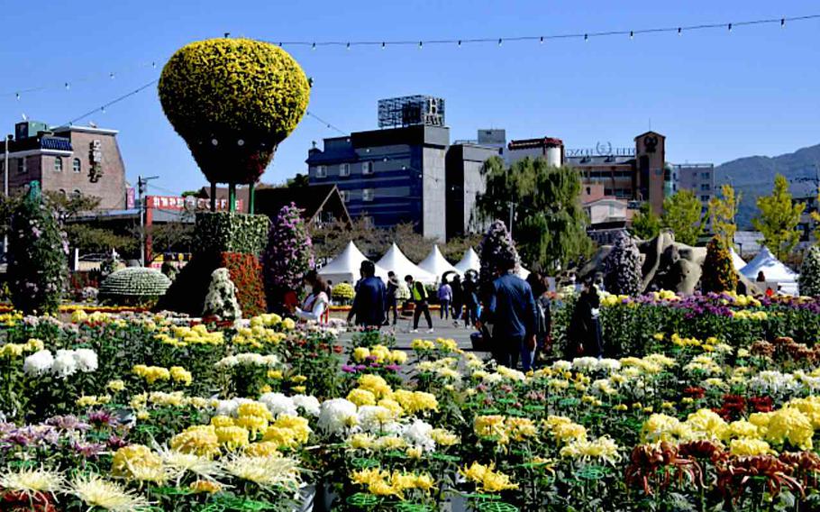 Yangsan Chrysanthemum Festival