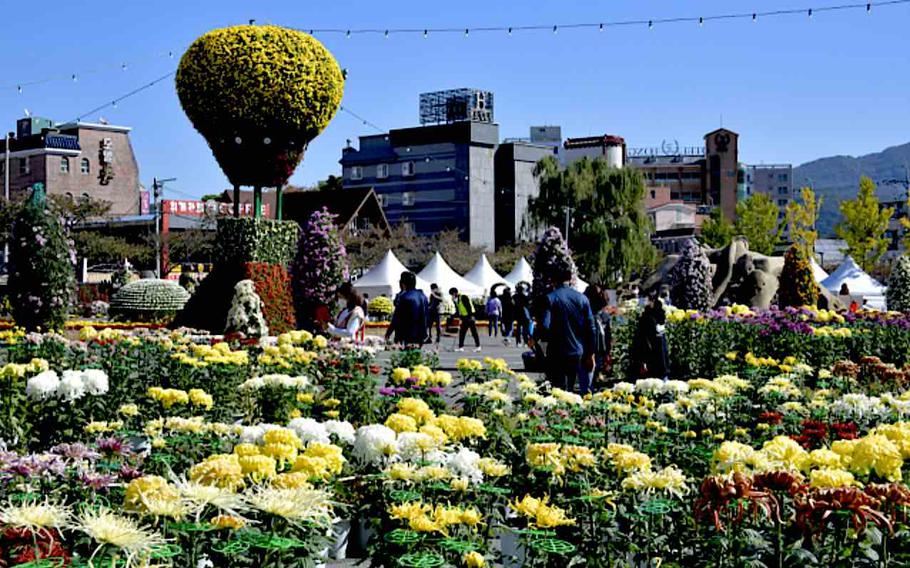 Yangsan Chrysanthemum Festival