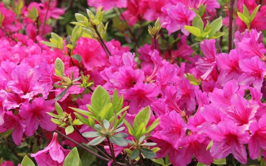 azalea