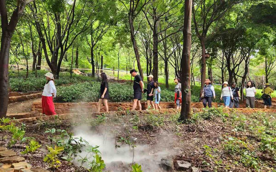 Jinju in the Forest with New Barefoot Path