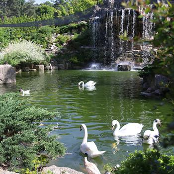 swans at Nature Park