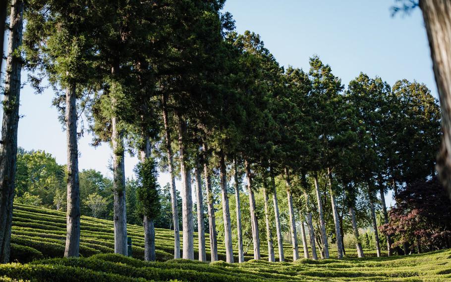 Cedar trees lining the fields