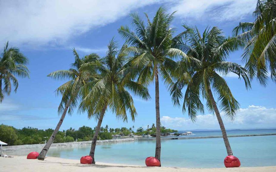 pine trees on beach in Cebu