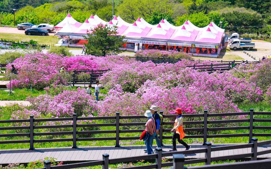 Azalea Festival