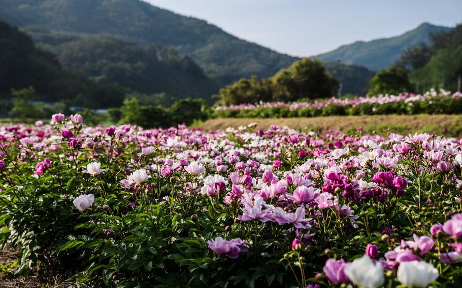 pink flowers