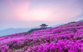 Hwangmaesan Azalea Festival