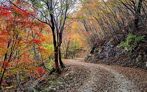 Photo Of Korea Destinations: Namhae’s Naesan forest path highlights stunning autumn foliage