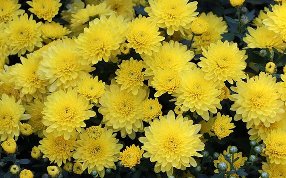 Chrysanthemum