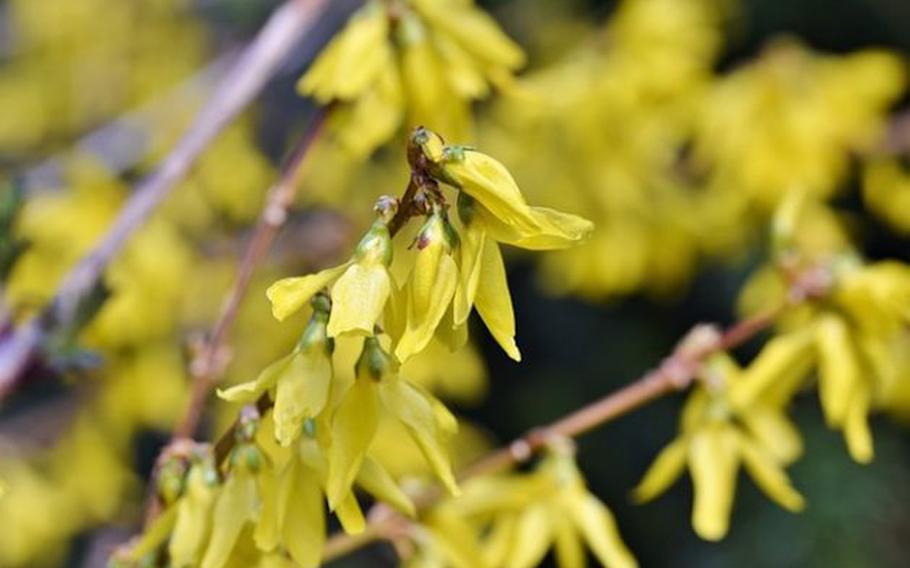 Forsythia