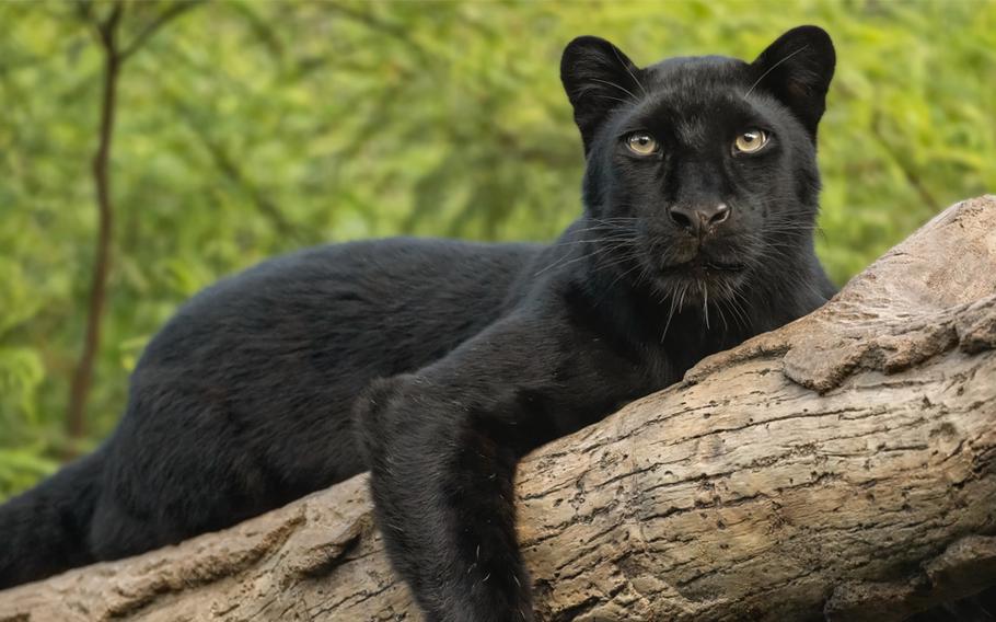 black panther at Nature Park