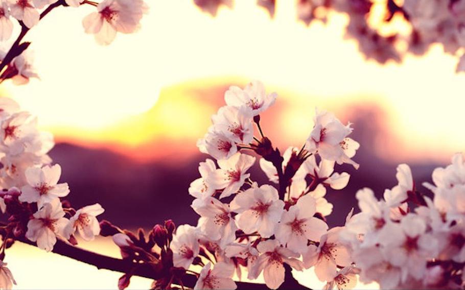 2024 Nationwide Cherry Blossom Forecast in South Korea | Stripes Korea