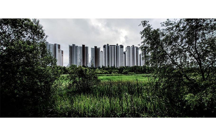 Sky-rise buildings framed by the wetlands of Baedari Eco Park (photo by Kyle Haney)