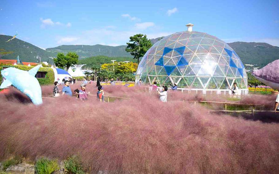 Geoje Island Flower Festival