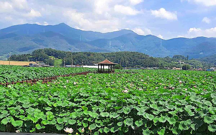 Miryang’s Gasan Lotus Complex