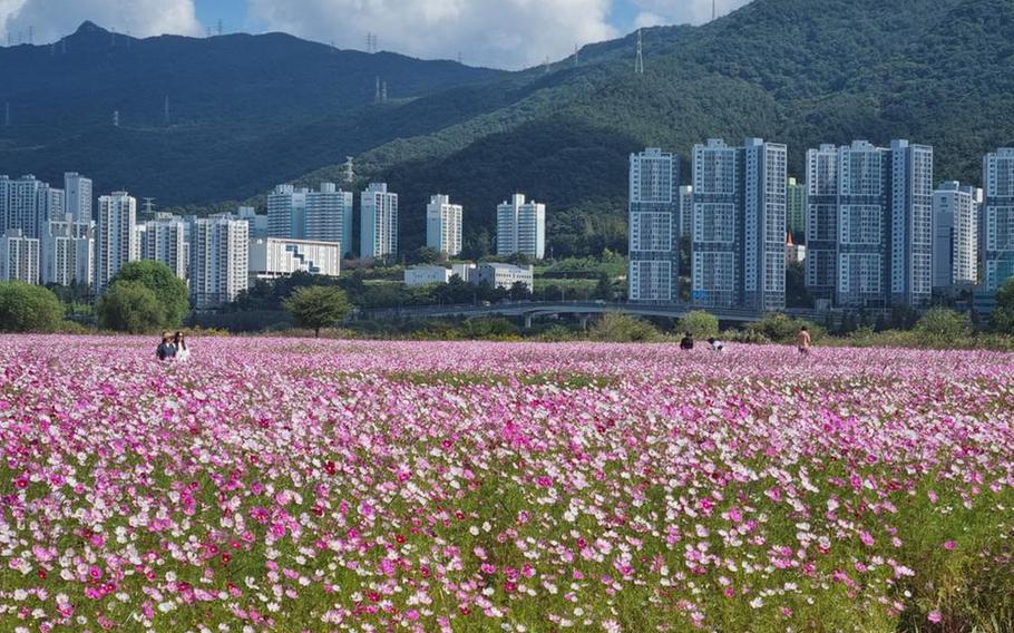 Image: Gimhae City