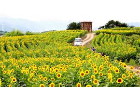 Gangju Sunflower Festival in Haman-gun