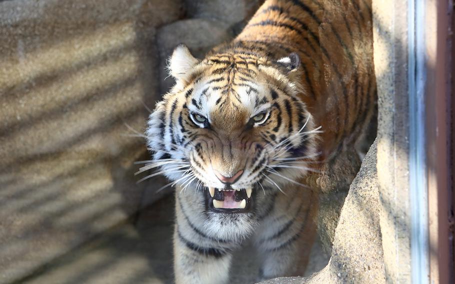 tiger at Nature Park