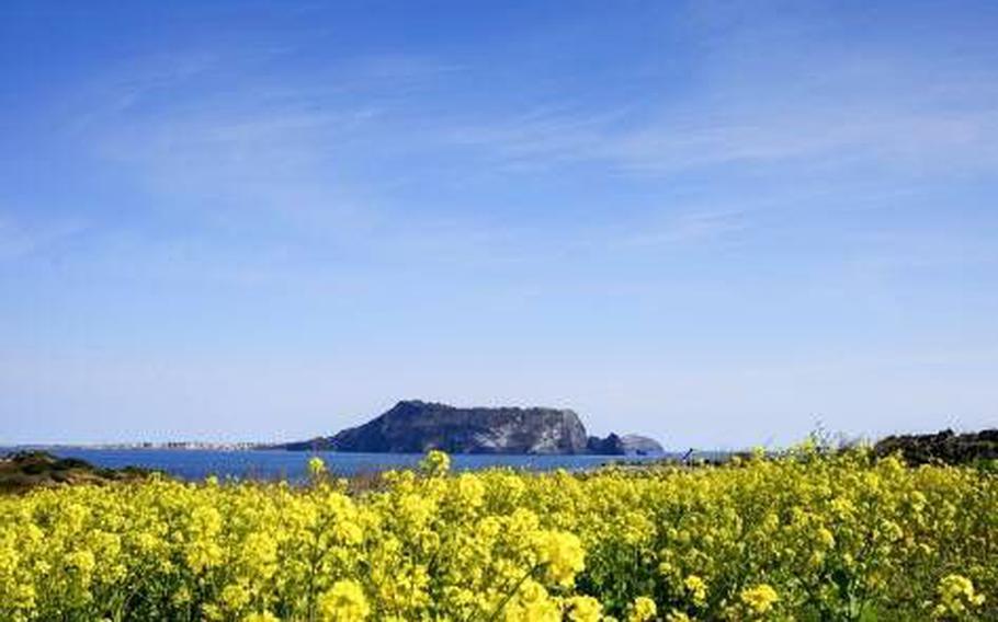 Canola flowers and Seongsan Ilchulbong Tuff Cone