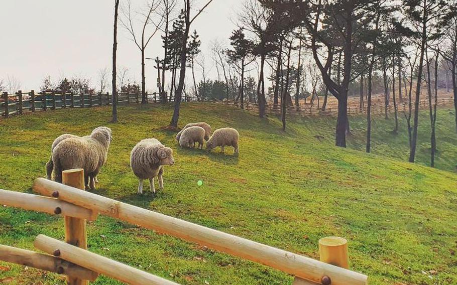 Some sheep are on the grass at the park.