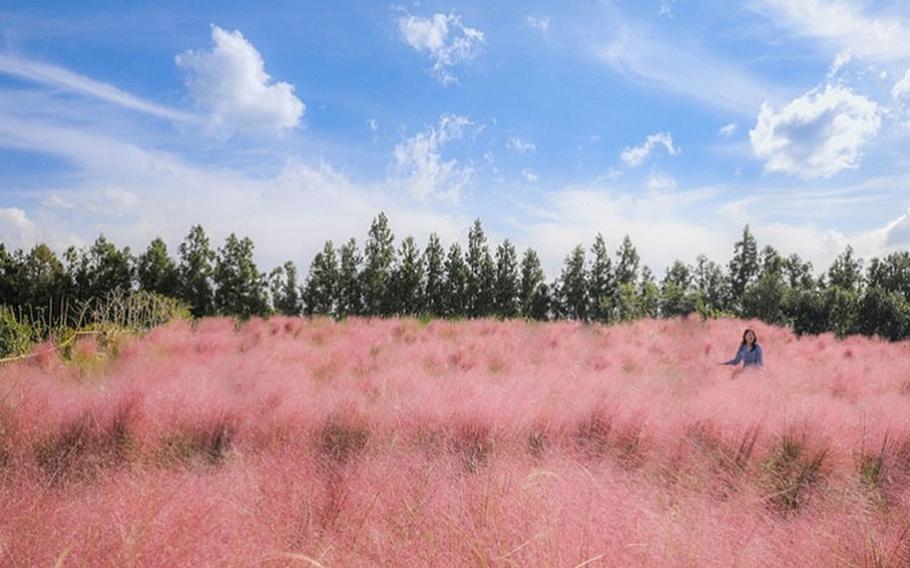 Hyueree Pink Muhly Festival, photos courtesy of Korea Tourism Organization