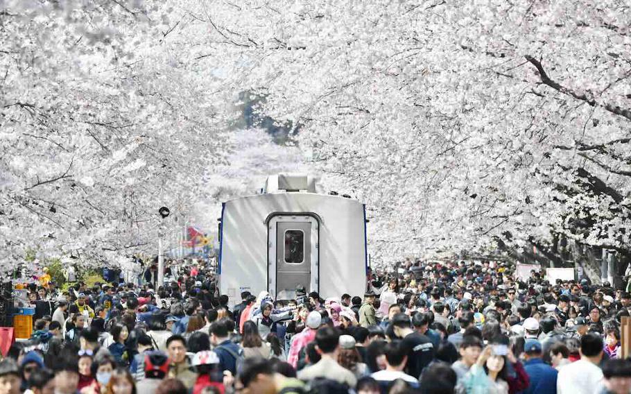 Jinhae Gunhang Festival