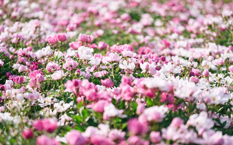 pink flowers