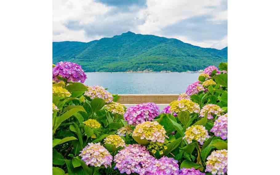 Nambu-myeon Hydrangea Festival