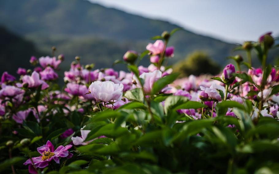 pink flowers
