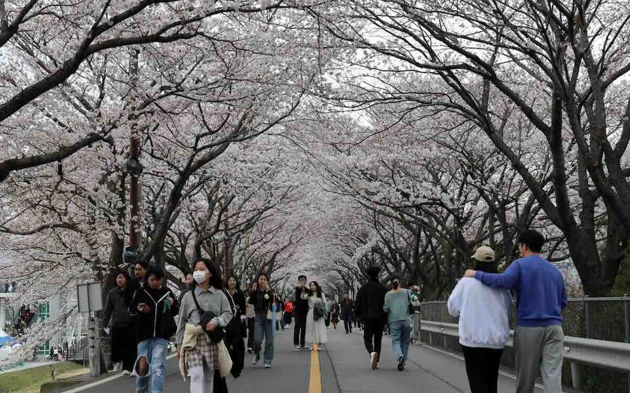 Yangsan City cherry blossom