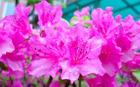 azaleas