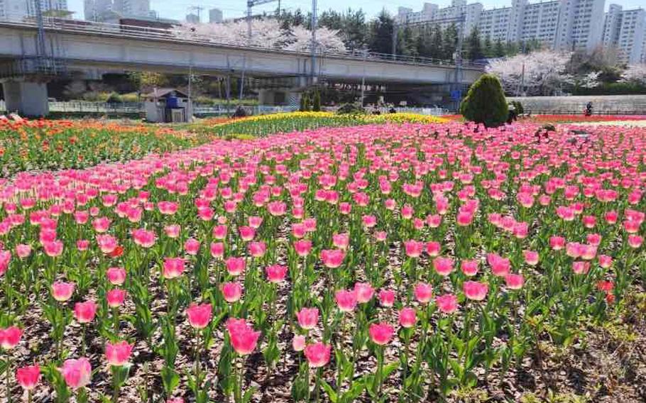 Tulips at Nakdong River Ecological Park