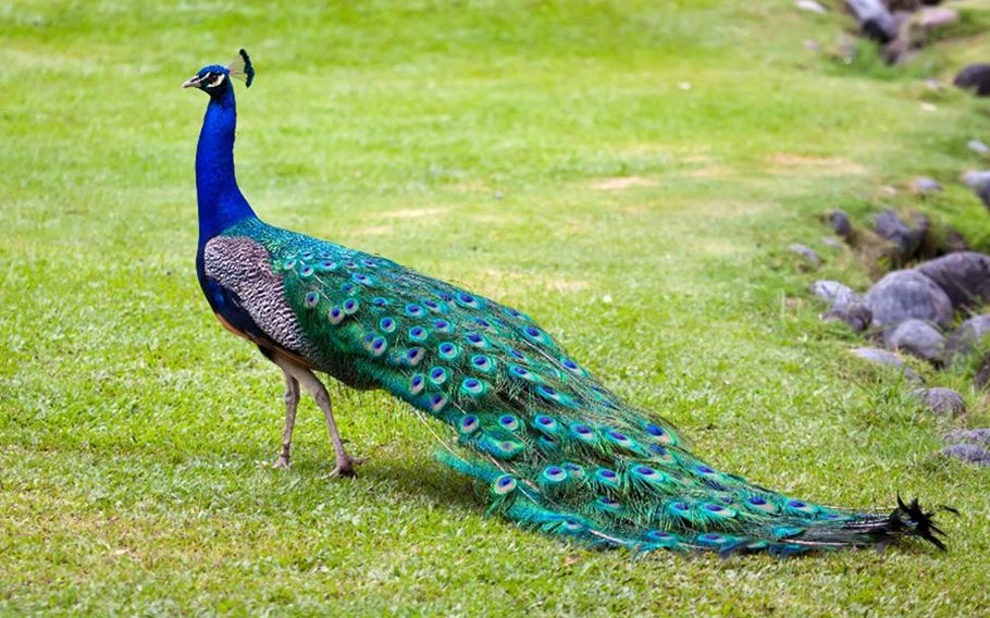 peacock at Nature Park