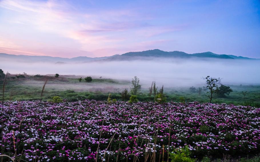 Sunrise and fog in the countryside of Boseong 