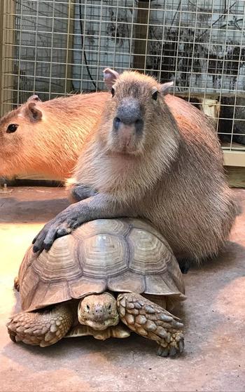 capybaras and turtle at Nature Park
