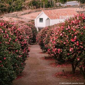 Camelia Forest with a picturesque café and garden