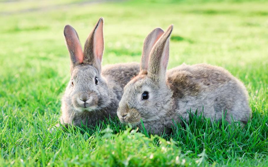 rabbits at Nature Park