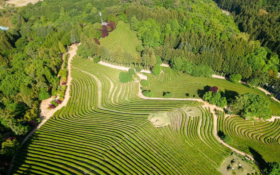 Aerial views of the tea fields