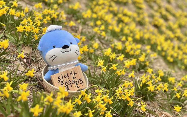 blooming season in Jinju