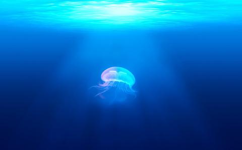 Photo Of jellyfish