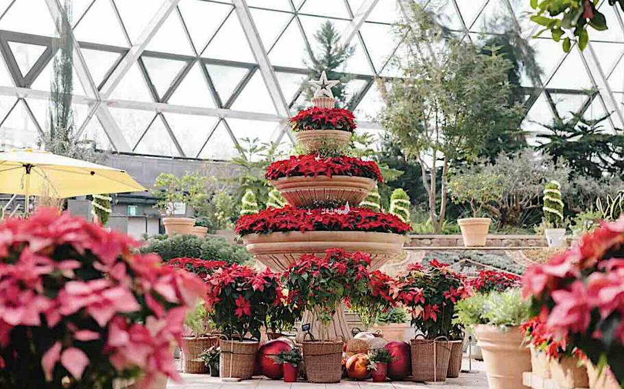 poinsettias at Seoul Botanical Garden