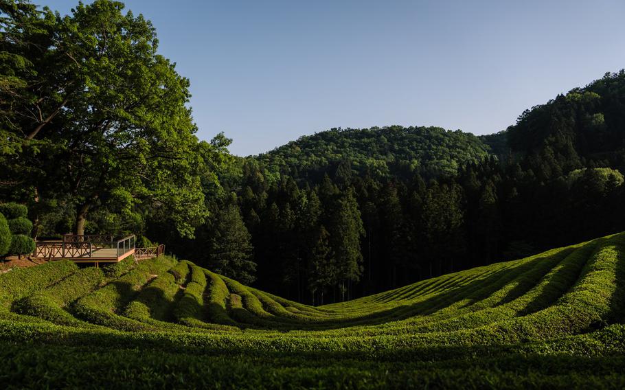 tea field