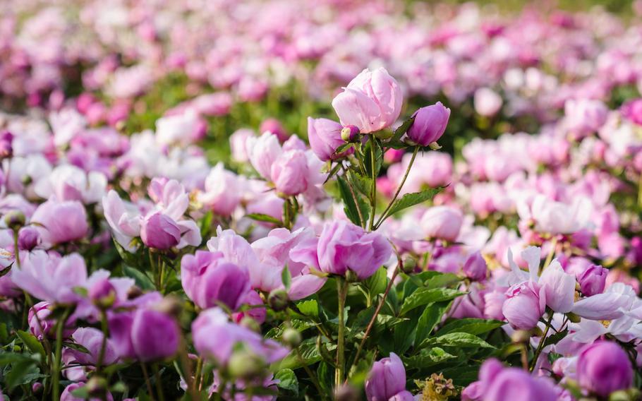 pink flowers