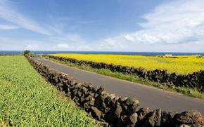 Canola flowers fields in Jeju