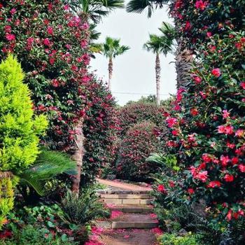 Palm trees and camellia shrubs