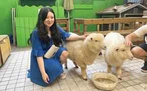 Hyemin and lambs at Thanks Nature Café