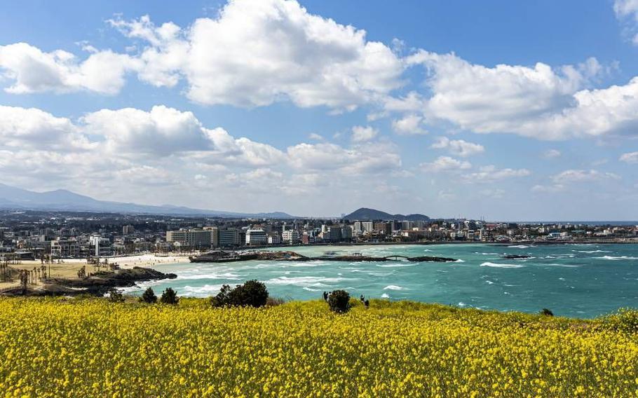 Canola flowers on Seoubong Volcanic Cone